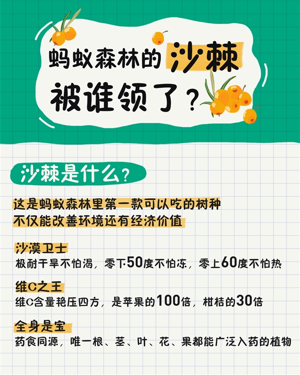 支付宝蚂蚁森林沙棘被抢光：可以吃 但得等明年冬天